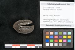 Foto (Objekt + Etikett) von Penteune clarkei F.V. Mueller (NHMW-GEO-2024-0188-10425)